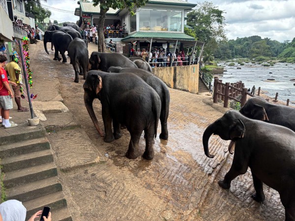 【第3回】スリランカ旅最終回｜紅茶・象・バワ建築のお寺