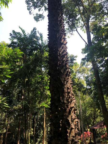 【マレーシア・プトラ大学】250種類のハーブが楽しめるConservatory Parkへ！