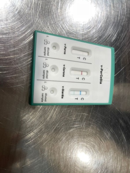 【マレーシアの動物病院】Animal Medical Center体験記