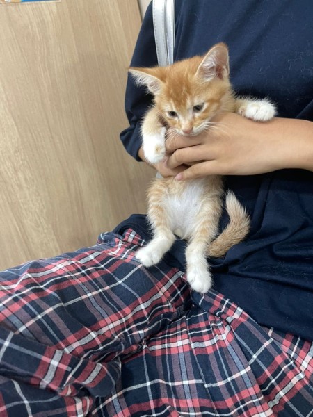 【マレーシアの動物病院】Animal Medical Center体験記