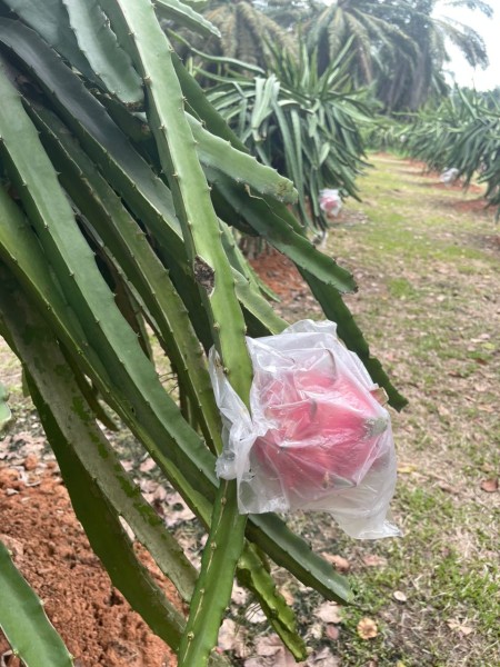 【ドラゴンフルーツ】マレーシア・セパンで農場見学