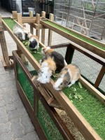 【theMINs @ Kota Damansara】マレーシアのふれあい動物園で癒しの休日！