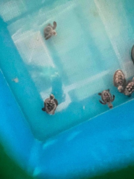 【週末旅行】ポートディクソンおすすめスポットその１｜ウミガメもいる無料の水族館