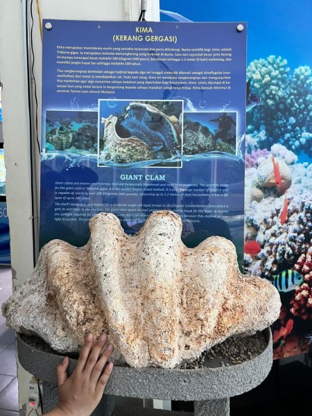 【週末旅行】ポートディクソンおすすめスポットその１｜ウミガメもいる無料の水族館