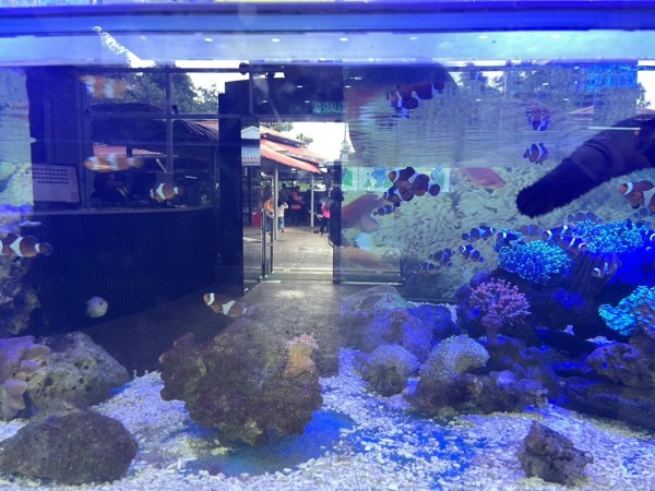 【週末旅行】ポートディクソンおすすめスポットその１｜ウミガメもいる無料の水族館