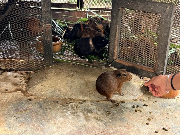 【週末旅行】ポートディクソンおすすめスポットその２｜ダチョウと競争！？