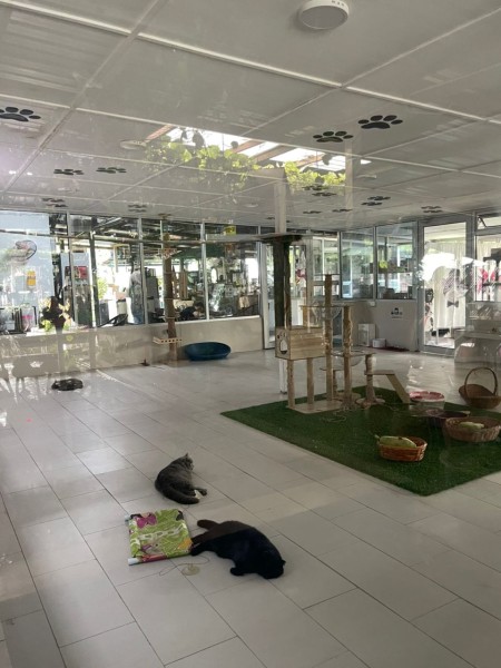 【週末旅行】ポートディクソンおすすめスポットその２｜ダチョウと競争！？