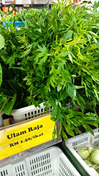 【マレーシアのハーブ】ウラムに使われるハーブ6選！