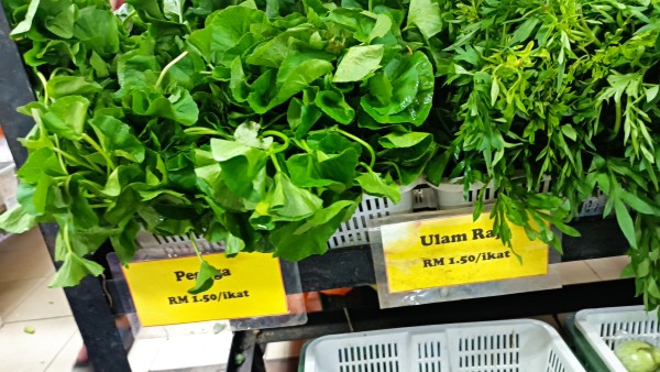 【マレーシア在住者の特権！】ペガガ（CICA）がすごい。美容・健康・脳に効くと言われるミラクルハーブ