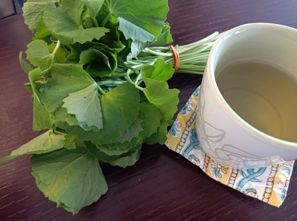 【マレーシア在住者の特権！】ペガガ（CICA）がすごい。美容・健康・脳に効くと言われるミラクルハーブ