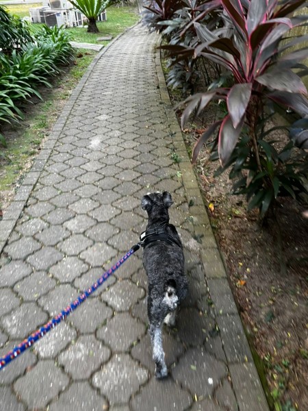 【MM2Hにおすすめのコンド】ペットと暮らせる！サウジャナビラをご紹介