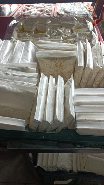 マレーシア移住で若返る？最強の健康食材「テンペ」の魅力と、自宅で楽しむ発酵ライフのススメ