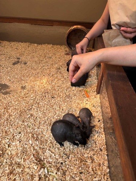 【ランカウイ】おすすめスポット④｜想像以上にワイルドな動物園 Langkawi Wildlife Park